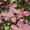 TOSCANA™ BARBERRY -Greenscape Shop DETA 2899