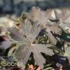ESPRESSO WILD GERANIUM -Greenscape Shop DETA 2927