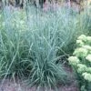 INDIAN STEEL INDIAN GRASS -Greenscape Shop DETA 293
