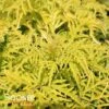 LEMONY LACEĀ® ELDERBERRY 1 LEMONY LACEĀ® ELDERBERRY -Greenscape Shop DETA 2991