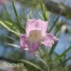 CONCHAS DAM PINK DESERT WILLOW -Greenscape Shop DETA 3026