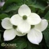 MILKY WAY CHINESE DOGWOOD -Greenscape Shop DETA 3048
