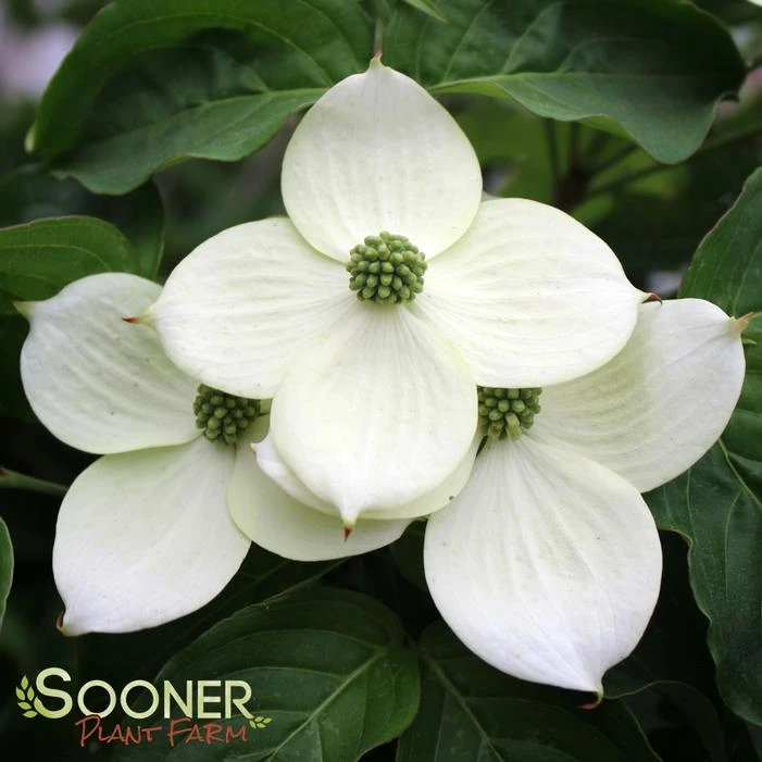 MILKY WAY CHINESE DOGWOOD 3 MILKY WAY CHINESE DOGWOOD