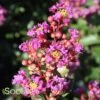 PURPLE COW™ CRAPEMYRTLE -Greenscape Shop DETA 3062