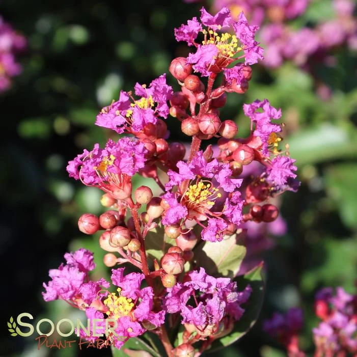 PURPLE COW™ CRAPEMYRTLE 3 PURPLE COW™ CRAPEMYRTLE