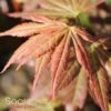 MIRTE UPRIGHT JAPANESE MAPLE 2 MIRTE UPRIGHT JAPANESE MAPLE -Greenscape Shop DETA 3090