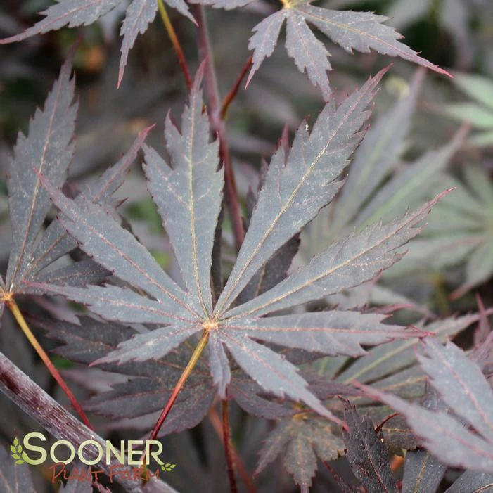 YASEMIN UPRIGHT JAPANESE MAPLE 3 YASEMIN UPRIGHT JAPANESE MAPLE