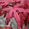 AMAGI SHIGURE UPRIGHT JAPANESE MAPLE -Greenscape Shop DETA 3100