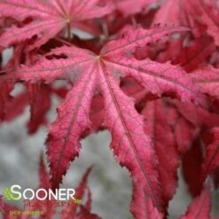 AMAGI SHIGURE UPRIGHT JAPANESE MAPLE