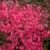 UNFORGETTABLE FIRE® DWARF BURNING BUSH -Greenscape Shop DETA 3109
