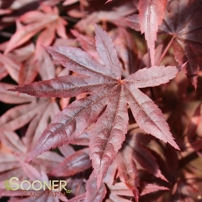 DRAGON TEARS™ WEEPING JAPANESE MAPLE 3 DRAGON TEARS™ WEEPING JAPANESE MAPLE