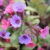 SILVER BOUQUET LUNGWORT -Greenscape Shop DETA 3138