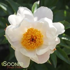 JAPANESE STEWARTIA -Greenscape Shop DETA 3147