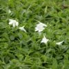 WHITE MAZUS