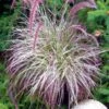 CHERRY SPARKLER FOUNTAIN GRASS -Greenscape Shop DETA 3222