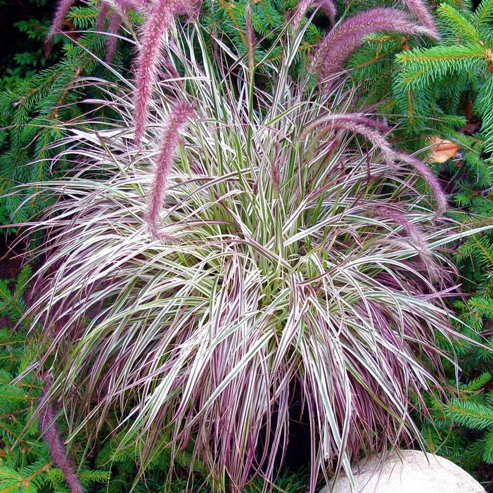 CHERRY SPARKLER FOUNTAIN GRASS 3 CHERRY SPARKLER FOUNTAIN GRASS