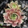 RED HEART HENS & CHICKS 1 RED HEART HENS & CHICKS -Greenscape Shop DETA 3320