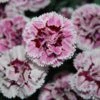 SUPERTROUPER™ VELVET WHITE DIANTHUS -Greenscape Shop DETA 3328