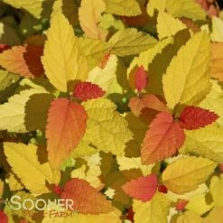 DOUBLE PLAY® CANDY CORN® SPIRAEA -Greenscape Shop DETA 3367
