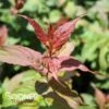 KODIAK® RED BUSH HONEYSUCKLE -Greenscape Shop DETA 3370