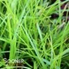 EVERLIME SEDGE -Greenscape Shop DETA 3372