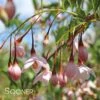 MARLEY'S PINK® WEEPING JAPANESE SNOWBELL -Greenscape Shop DETA 3379