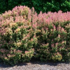 PARTY LIGHTS™ OSMANTHUS -Greenscape Shop DETA 3394