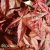 DESHOJO UPRIGHT JAPANESE MAPLE -Greenscape Shop DETA 3423