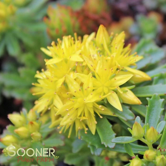 WEIHENSTEPHANER GOLD SEDUM 3 WEIHENSTEPHANER GOLD SEDUM