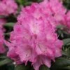 DANDY MAN® PINK RHODODENDRON -Greenscape Shop DETA 3446