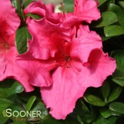 BLOOM-A-THON® HOT PINK AZALEA 10 BLOOM-A-THON® HOT PINK AZALEA -Greenscape Shop DETA 3448
