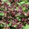 DOUBLE PLAY® RED SPIRAEA 2 DOUBLE PLAY® RED SPIRAEA -Greenscape Shop DETA 3452