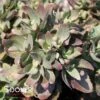 TOUCHDOWN BREEZE SEDUM 2 TOUCHDOWN BREEZE SEDUM -Greenscape Shop DETA 3489