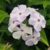 FLAMEĀ® BLUE GARDEN PHLOX 2 FLAMEĀ® BLUE GARDEN PHLOX -Greenscape Shop DETA 3492