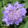BUTTERFLY BLUE PINCUSHION FLOWER -Greenscape Shop DETA 352