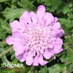 PINK MIST PINCUSHION FLOWER -Greenscape Shop DETA 353