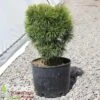 BIG TUNA MUGO PINE 2 BIG TUNA MUGO PINE -Greenscape Shop DETA 3545