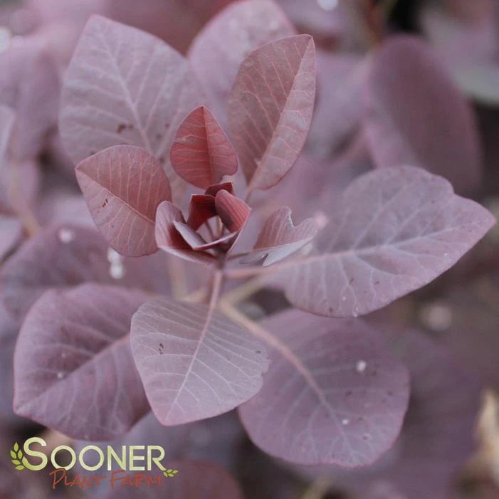 WINECRAFT BLACK® SMOKETREE 3 WINECRAFT BLACK® SMOKETREE