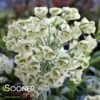 TASMANIAN TIGER EUPHORBIA -Greenscape Shop DETA 356