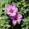 BALLERINA CRANESBILL GERANIUM -Greenscape Shop DETA 3575