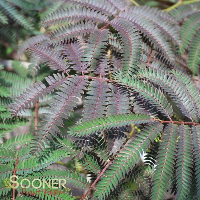 CHOCOLATE FOUNTAIN® WEEPING MIMOSA 3 CHOCOLATE FOUNTAIN® WEEPING MIMOSA