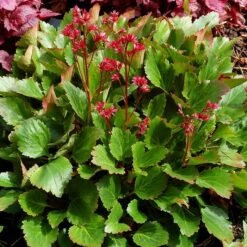 NOVA™ FLAME MUKGENIA -Greenscape Shop DETA 3592