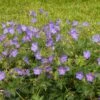 JOHNSON'S BLUE GERANIUM -Greenscape Shop DETA 3593