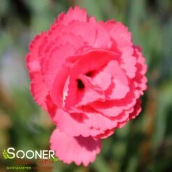 FRUIT PUNCH® CLASSIC CORAL DIANTHUS -Greenscape Shop DETA 3633