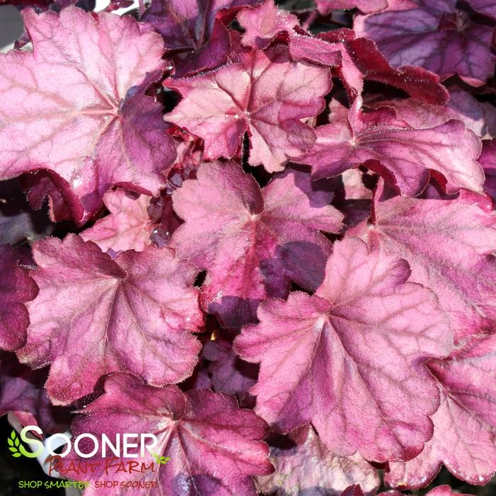 PRIMO® WILD ROSE CORAL BELLS 5 PRIMO® WILD ROSE CORAL BELLS - Image 3