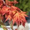 WILSON'S PINK DWARF UPRIGHT JAPANESE MAPLE -Greenscape Shop DETA 3670