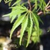 EAGLE CLAW UPRIGHT JAPANESE MAPLE 2 EAGLE CLAW UPRIGHT JAPANESE MAPLE -Greenscape Shop DETA 3677