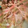 WATNONG DWARF UPRIGHT JAPANESE MAPLE -Greenscape Shop DETA 3678