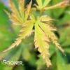FASCINATION UPRIGHT JAPANESE MAPLE -Greenscape Shop DETA 3688