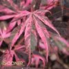 RAINBOW UPRIGHT JAPANESE MAPLE -Greenscape Shop DETA 3692